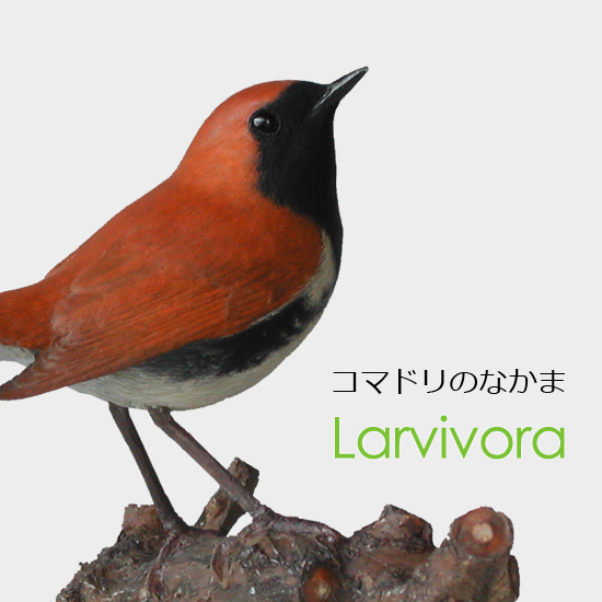 コマドリのなかま Larvivora（旧 Erithacus）　アカヒゲ（赤髭）
