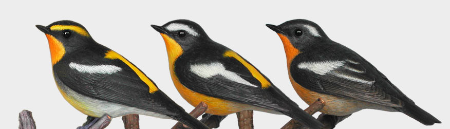 キビタキ（黄鶲）Ficedula narcissina、マミジロキビタキ（眉白黄鶲）Ficedula zanthopygia、ムギマキ（麦播）Ficedula mugimaki