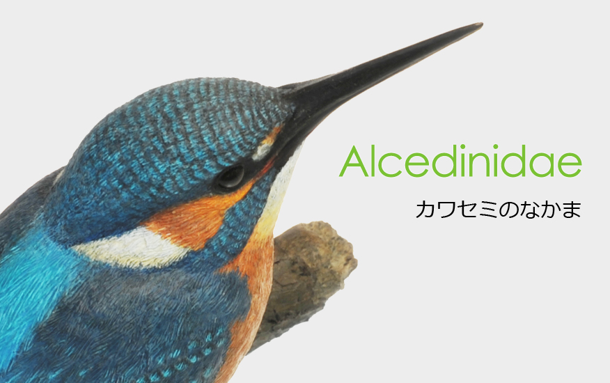 カワセミのなかま (Alcedinidae)