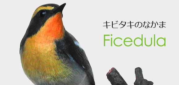 キビタキのなかま（Muscicapidae Ficedula）