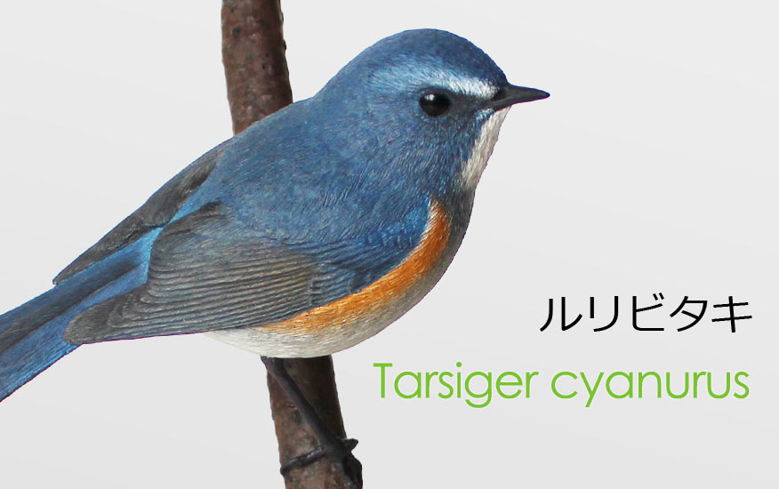 ルリビタキ（瑠璃鶲）Tarsiger cyanurus
