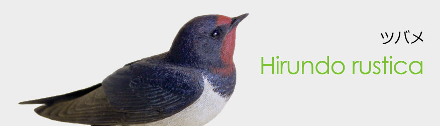 ツバメ（燕）Hirundo rustica