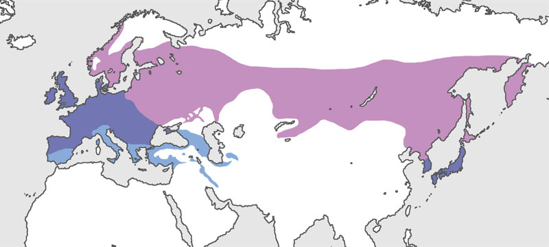 エナガ、3グループの分布図