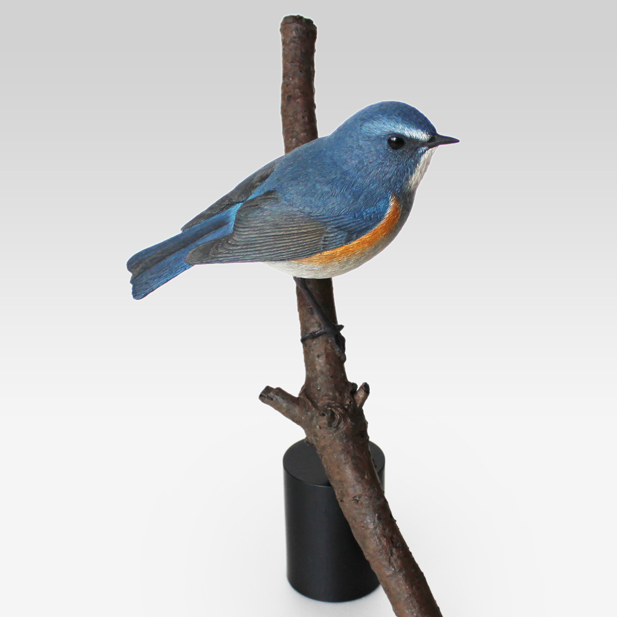 ルリビタキ（瑠璃鶲） Red-flanked Bluetail Tarsiger cyanurus