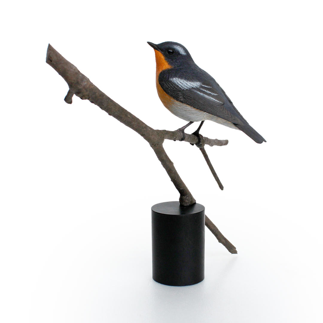 ムギマキ（麦播） Mugimaki Flycatcher Ficedula mugimaki