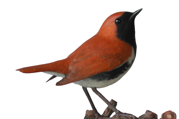 アカヒゲ