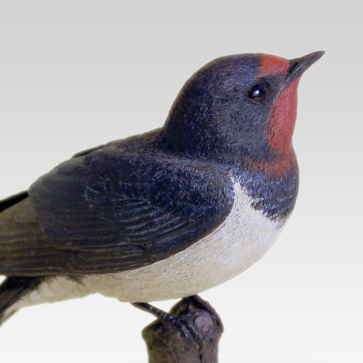 Hirundo_rustica-6.jpg